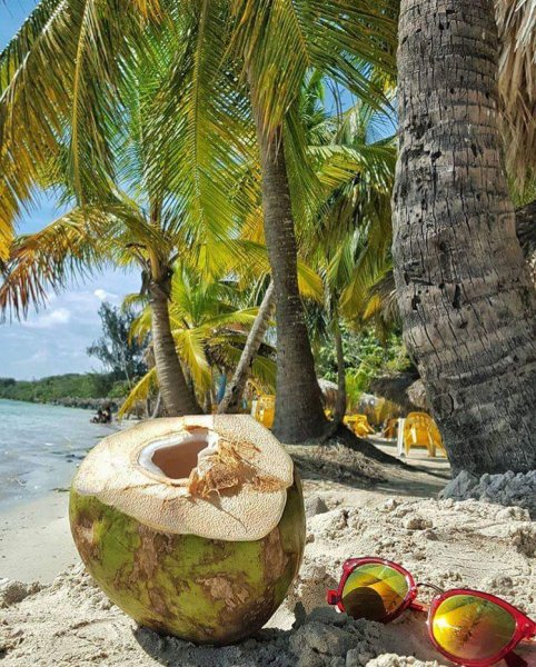 Кокос на берегу