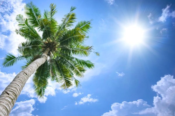 Пальмы вид снизу