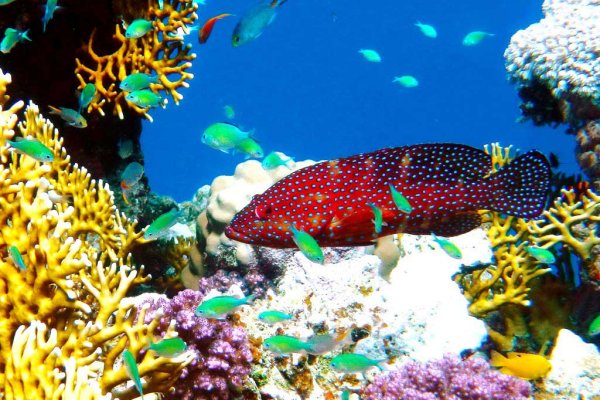 Египет красное море Флора