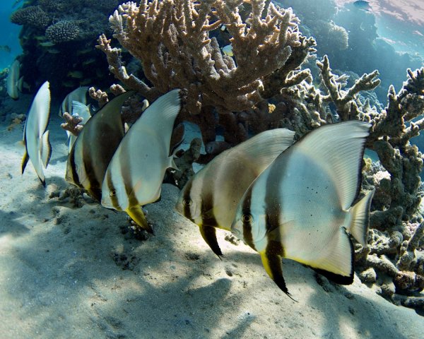 Фауна красного моря