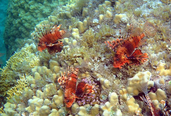 Рыбки Дахаб