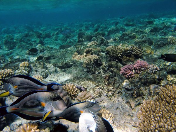 Снорклинг в Египте Шарм-Эль-Шейх