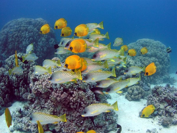 Подводный мир Средиземного моря Турция