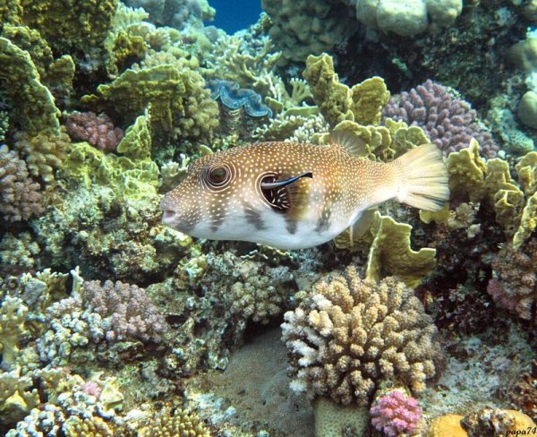 Рыба колючий аротрон