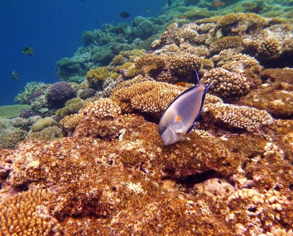 Рыба хирург Шарм Эль Шейх