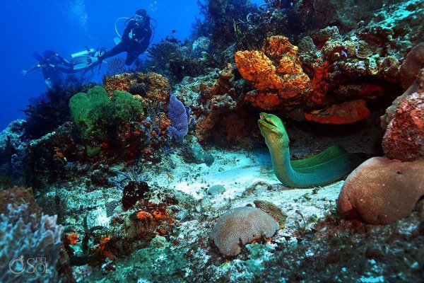 Косумель Мексика дайвинг