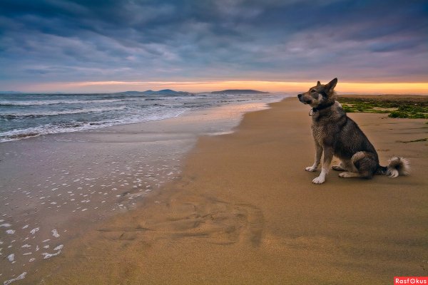 Собака на берегу моря