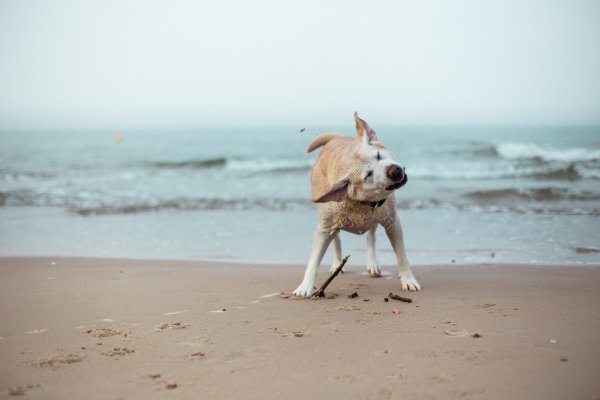 Собака на фоне моря