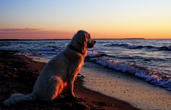 Собака на закате
