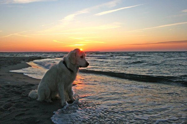 Море лабрадор