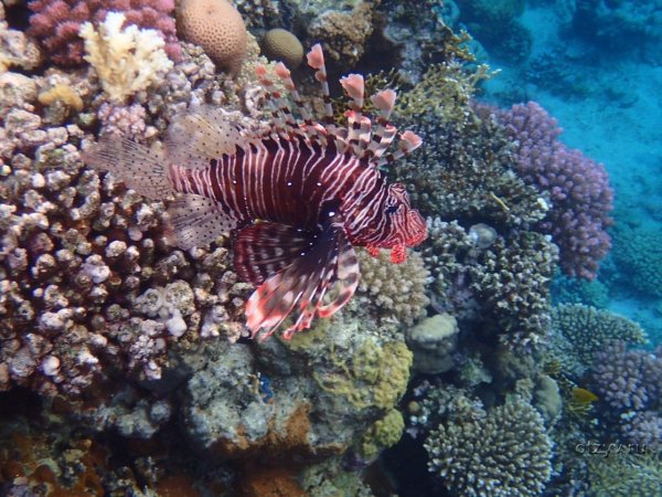 Кораллы Шарм Эш Шейх