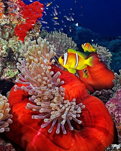 Коралловые рифы красного моря