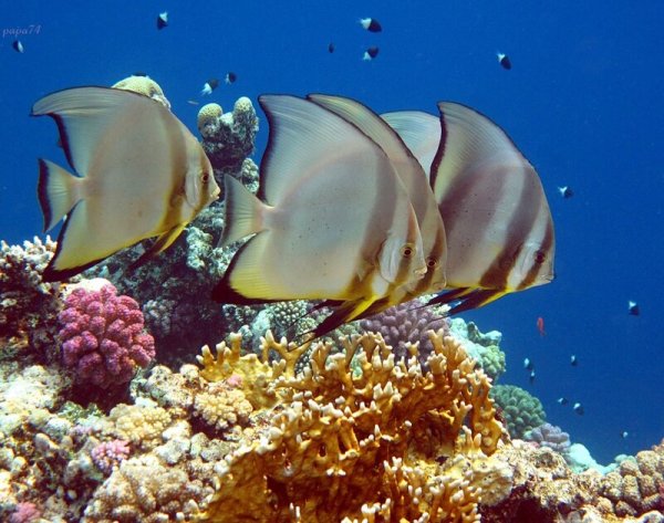 Флора и фауна красного моря