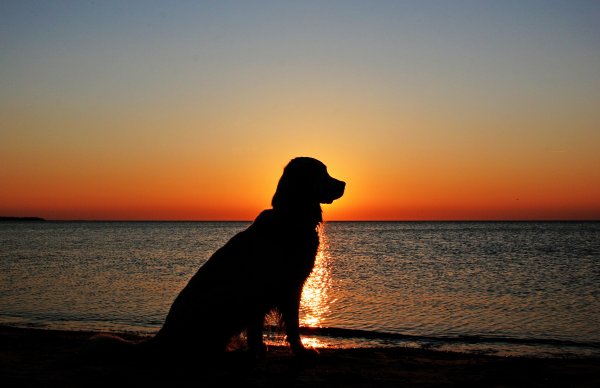 Собака на закате