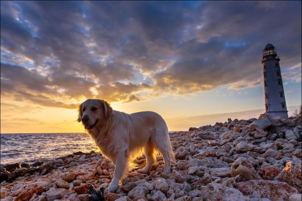Лабрадор на закате