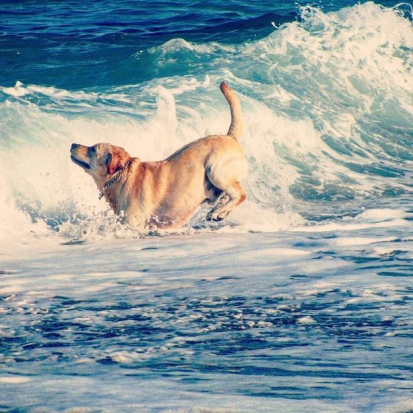 Собака на море