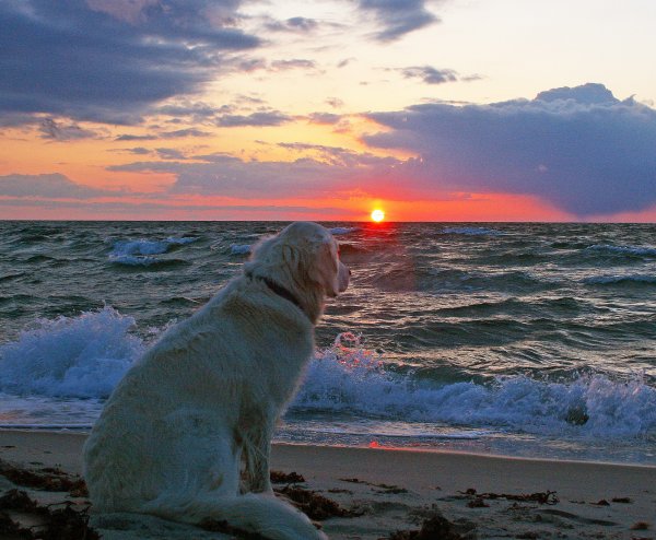 Море лабрадор