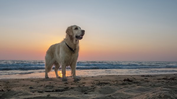 Остров лабрадор собаки