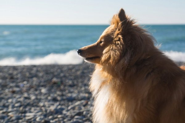 Сочи собака на море