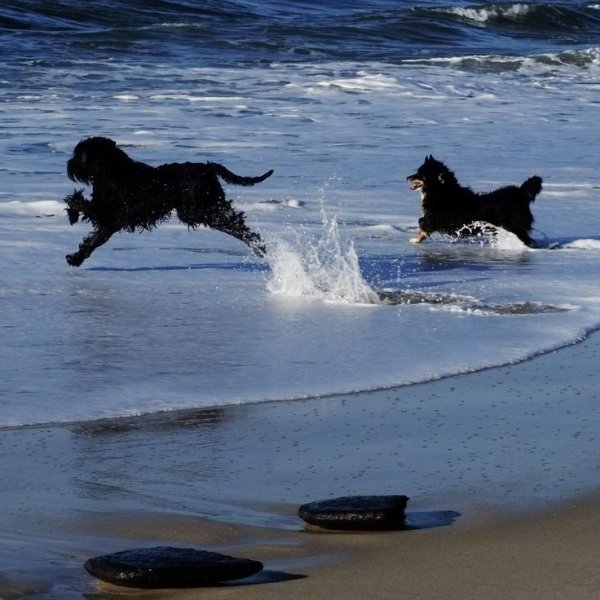 Две собаки на море