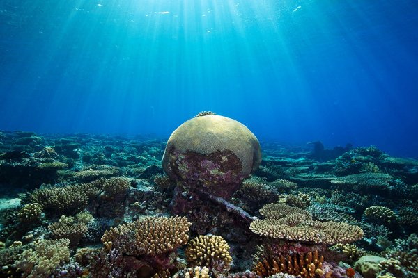 Подводный мир красного моря