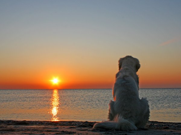 Собака на море