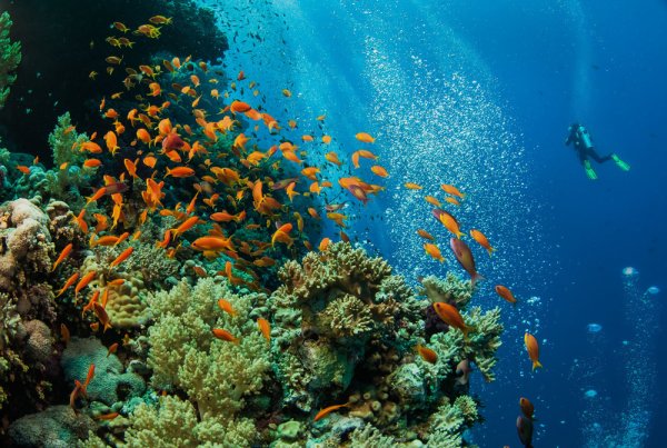 Сафага дайвинг