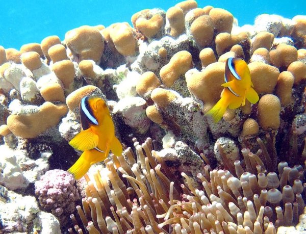 Фауна красного моря