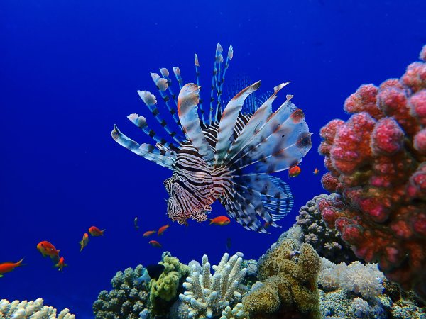 Красное море Египет Шарм-Эль-Шейх