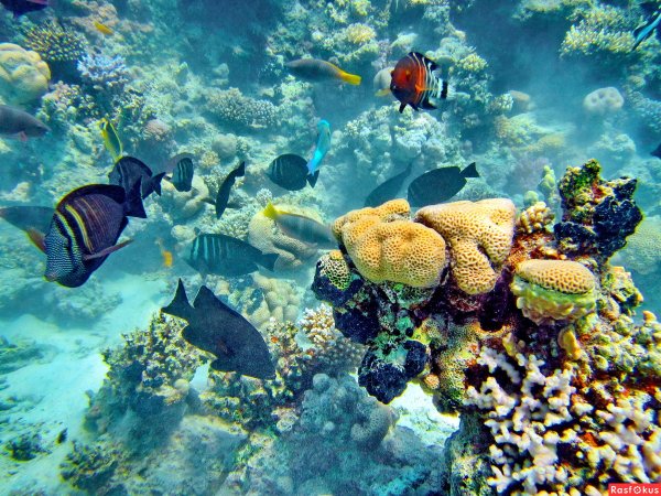 Красное море риф Шарм Эль