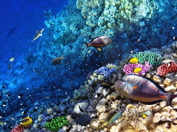 Коралловые рифы красного моря