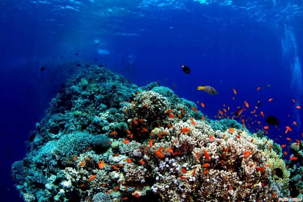 Большой морской риф Фиджи
