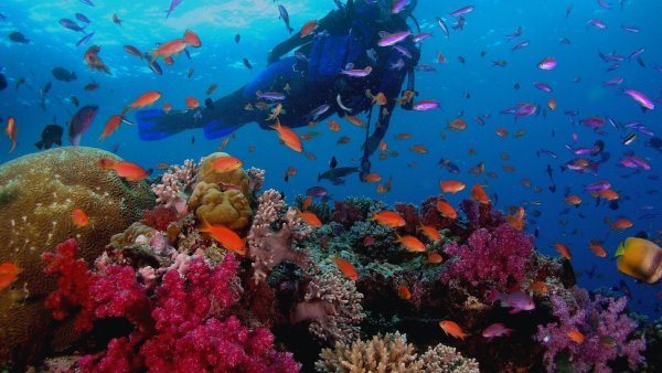 Морские обитатели