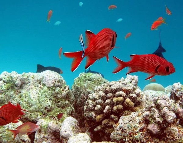 Красное море Египет Шарм-Эль-Шейх