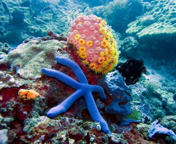 Египет подводный мир красного моря