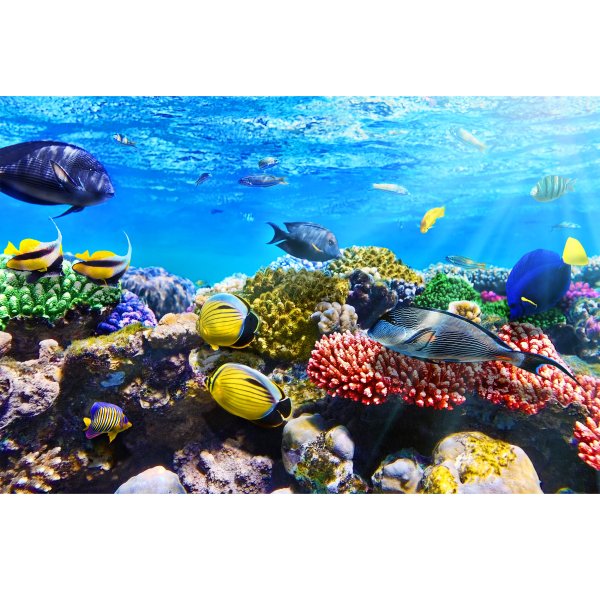 Коралловые рифы индийского океана