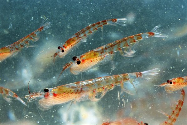 Креветка криль