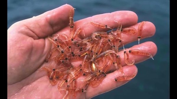 Криль размер