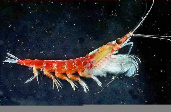 Криль антарктический