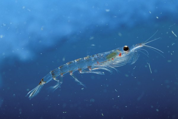 Криль антарктический