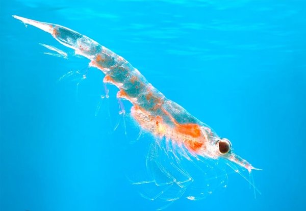 Криль антарктический