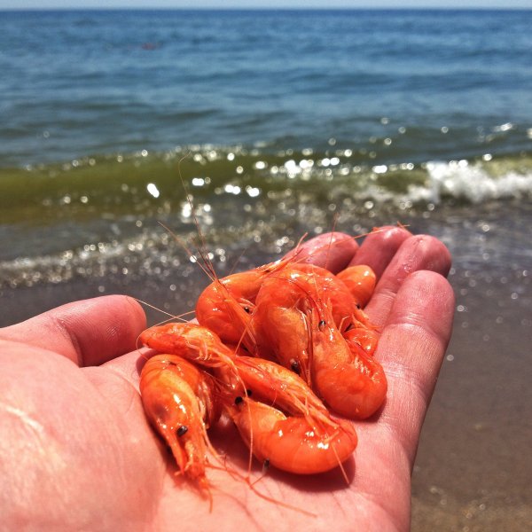Креветка Живая Черноморская