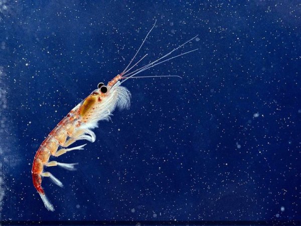 Креветка рачок криль