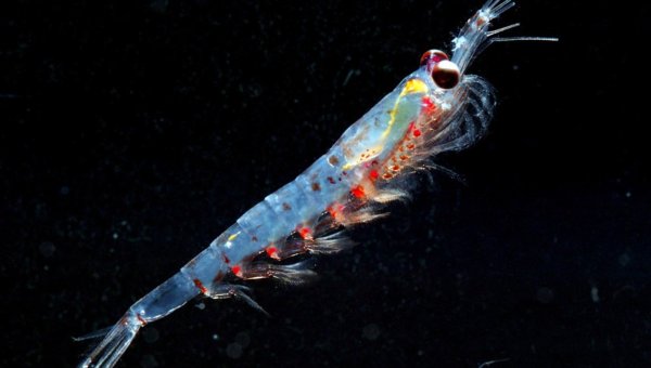 Криль зоопланктон