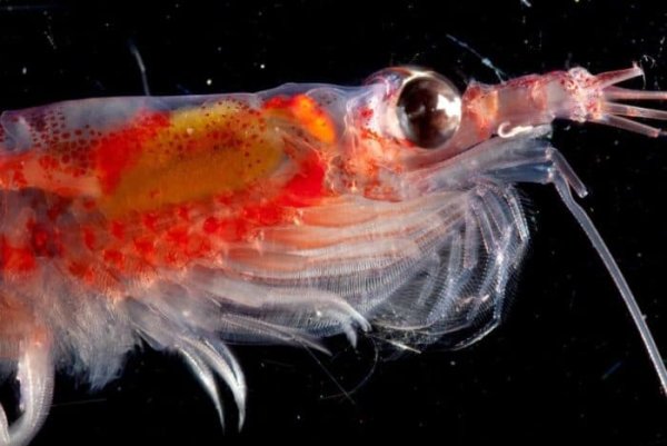 Криль антарктический