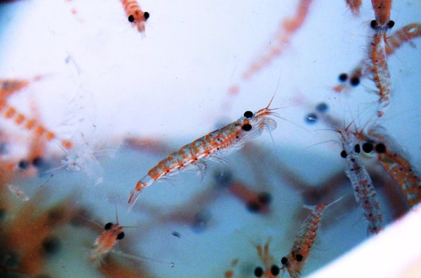 Криль зоопланктон