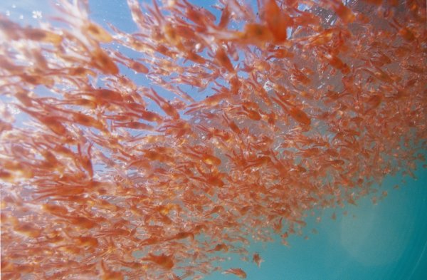 Антарктический криль стая