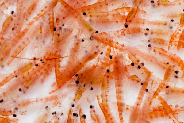 Рачок криль