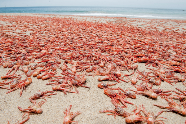 Много крабов