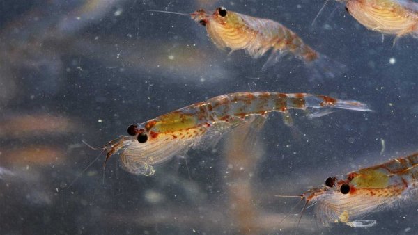 Антарктида криль